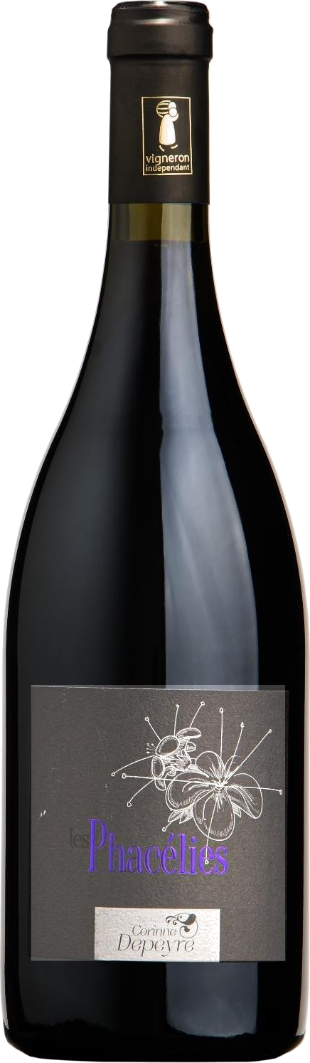 Phacélies Rouge pudel