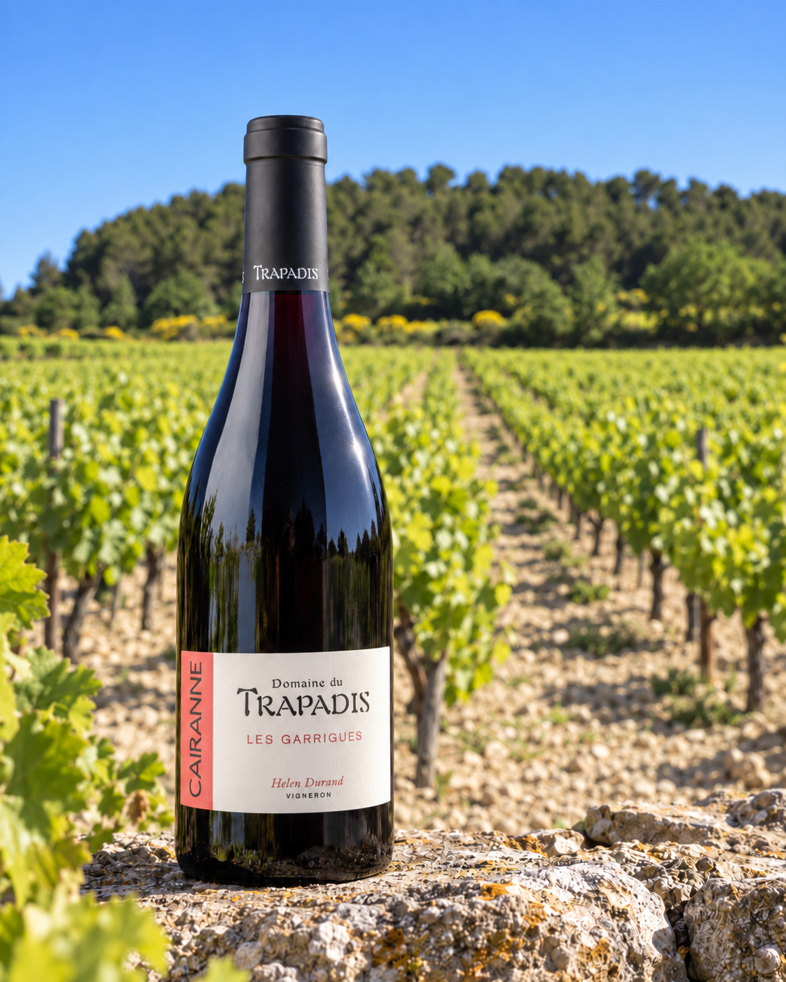 Les Garrigues pudel viinamarjaistanduse ääres